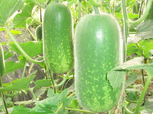 热门大瓜每日必吃大瓜 52爆料吃瓜网,热门大瓜每日必吃，带你畅游娱乐圈风云