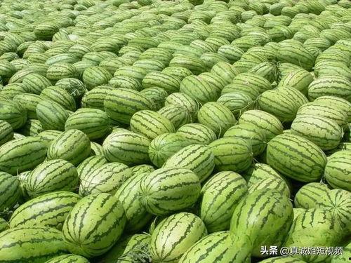 热门大瓜每日必吃大瓜 52爆料吃瓜网,热门大瓜每日必吃，带你畅游娱乐圈风云