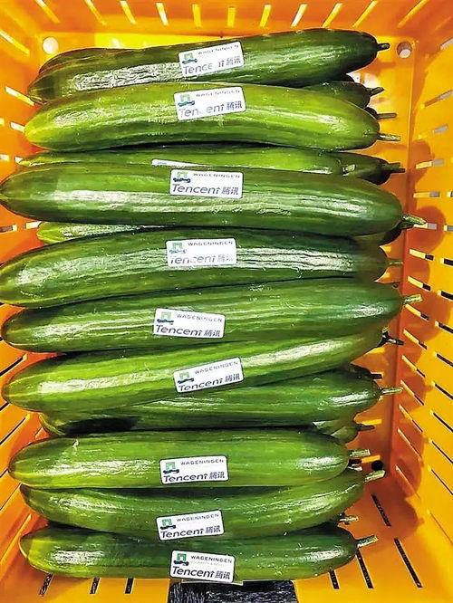 热门大瓜每日大赛,揭秘娱乐圈最新爆料，大赛精彩瞬间回顾